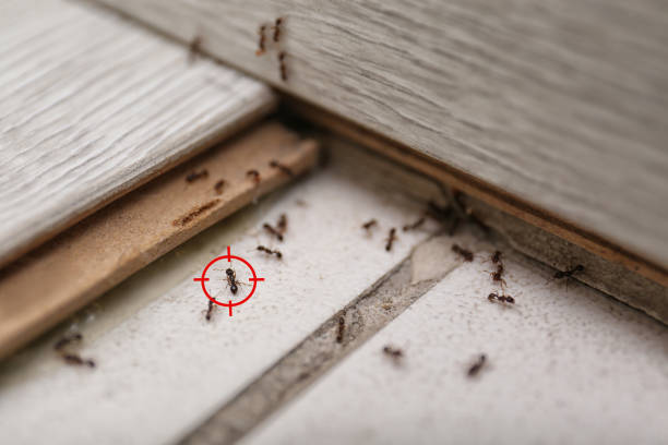 Best Termite Control Services  in Brawley, CA