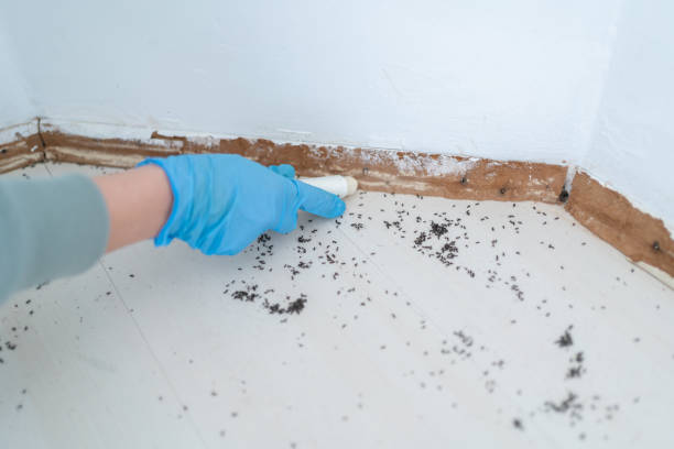 Best Emergency Pest Control  in Brawley, CA